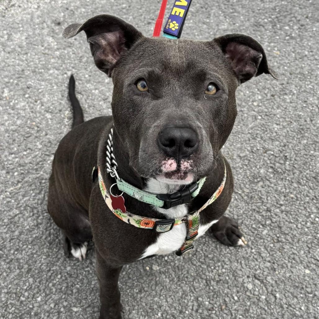 Enlarge Baconator, a Adoptable mixed breed in East Saint Louis, IL image 3/6