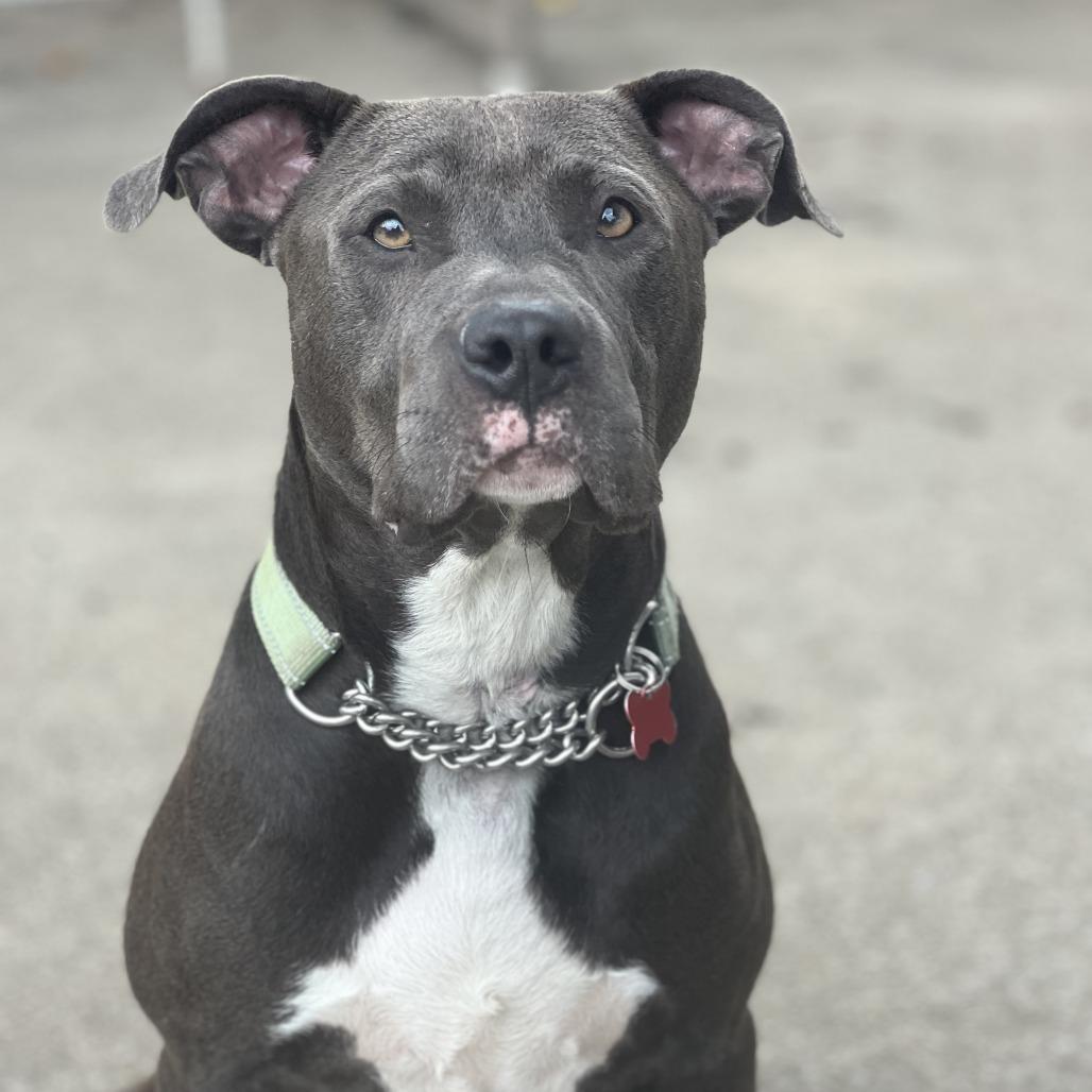 Enlarge Baconator, a Adoptable mixed breed in East Saint Louis, IL image 4/6