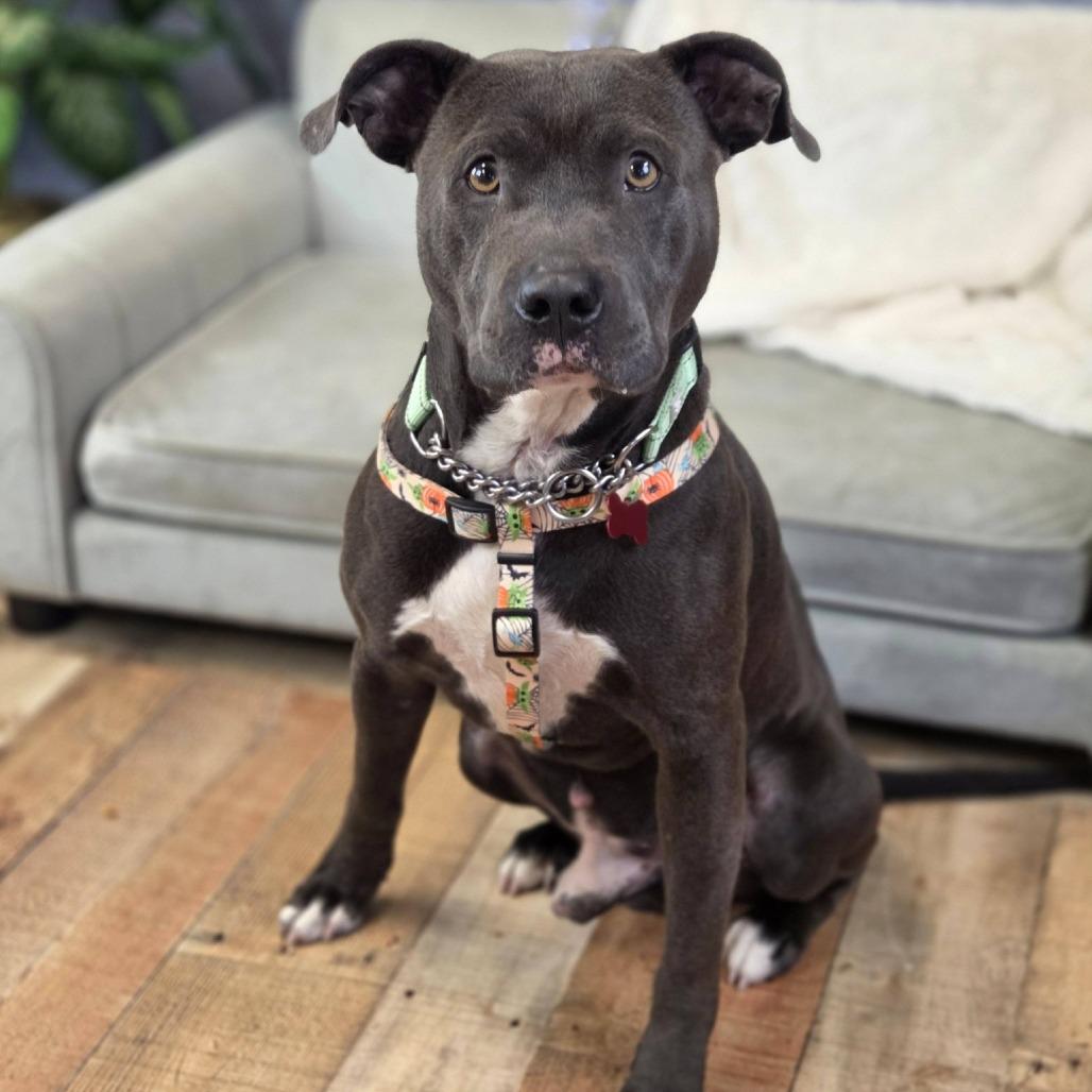 Enlarge Baconator, a Adoptable mixed breed in East Saint Louis, IL image 5/6