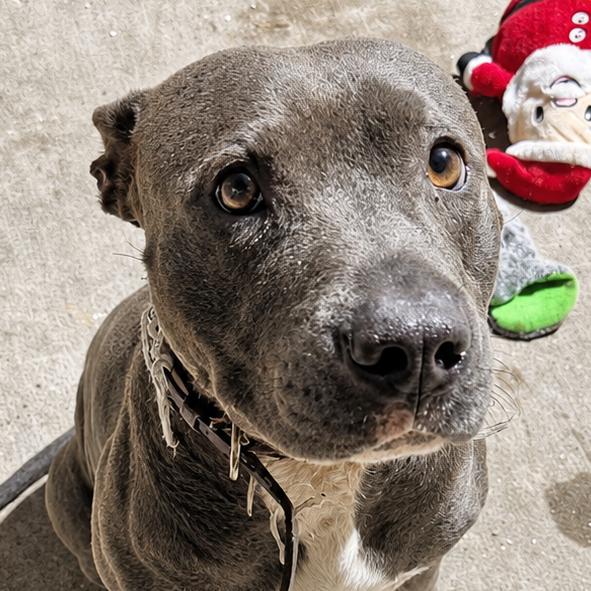 Enlarge Baconator, a Adoptable mixed breed in East Saint Louis, IL image 6/6
