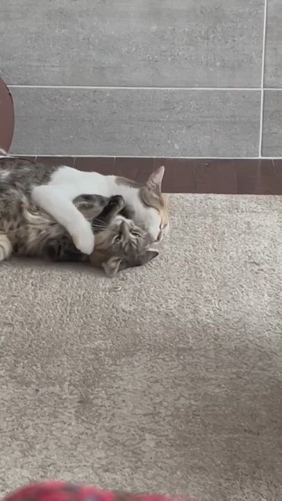 Enlarge Chai and Lu- mother and daughter dual adoption, a Adopted Domestic Short Hair in Pointe-Claire, QC video 6/11