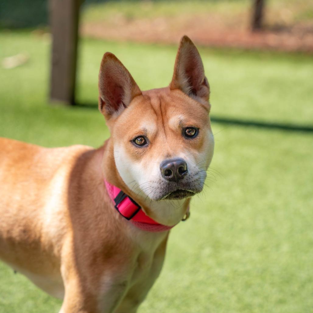 Tara, ADOPTABLE, Young • Female, Chow Chow & Mixed Breed.