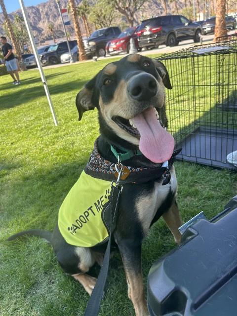 Enlarge LINA, a Adoptable mixed breed in Thousand Palms, CA image 1/1