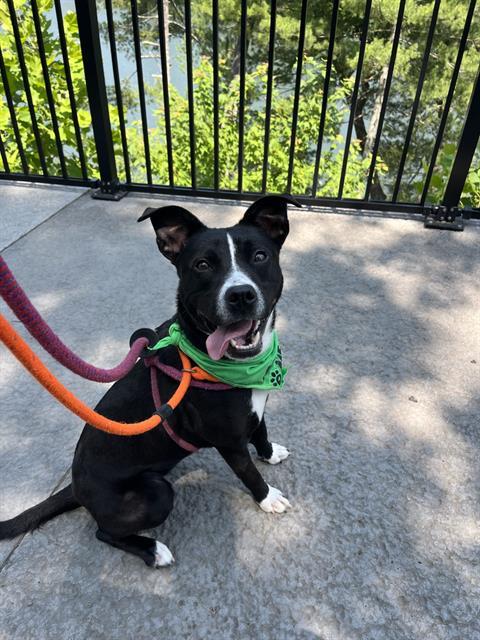 Enlarge PARIS, a Adoptable mixed breed in Newton, NC image 1/1
