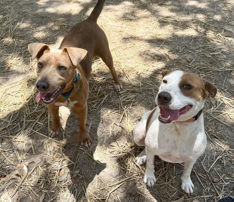 Rebecca Cuddles- Loves  Cats, Dogs and Kids, Adoptable, Adult Female Labrador Retriever & Pit Bull Terrier.