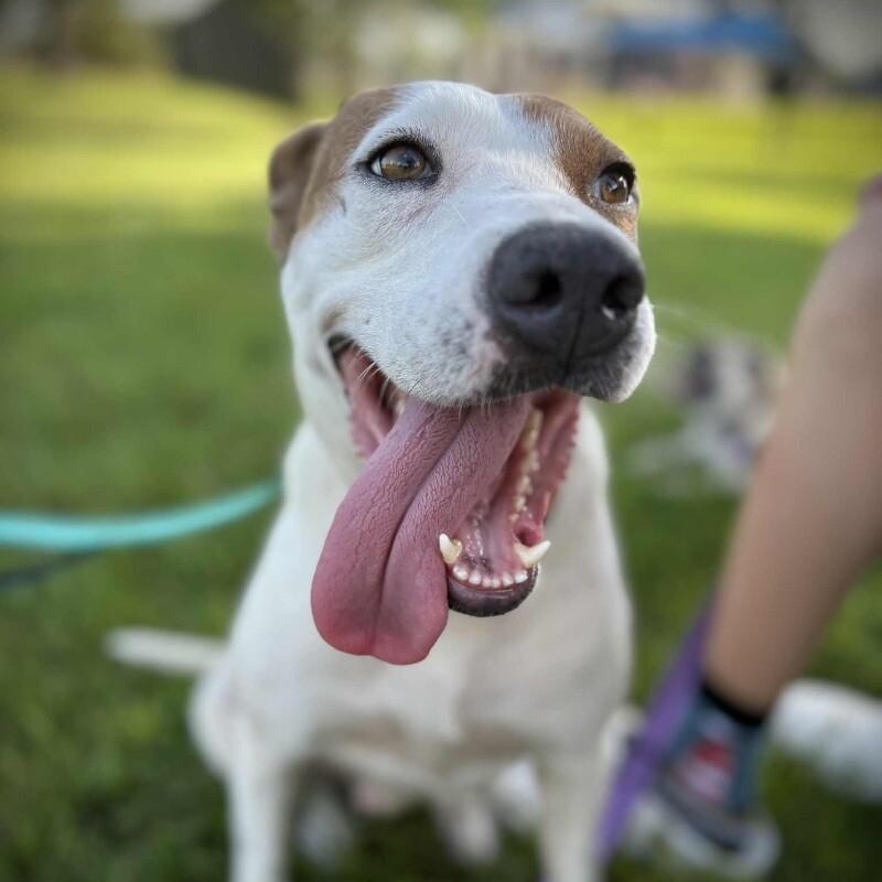 Enlarge Rebecca Cuddles- Loves  Cats, Dogs and Kids, a Adoptable mixed breed in Friendswood, TX image 2/6