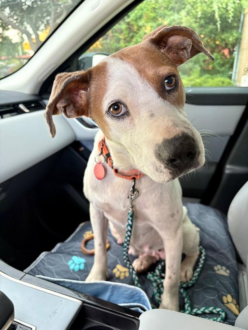 Enlarge Rebecca Cuddles- Loves  Cats, Dogs and Kids, a Adoptable mixed breed in Friendswood, TX image 3/6