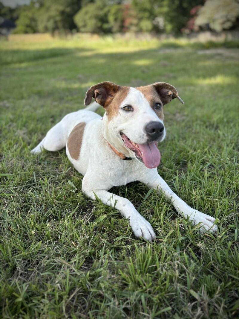 Enlarge Rebecca Cuddles- Loves  Cats, Dogs and Kids, a Adoptable mixed breed in Friendswood, TX image 4/6