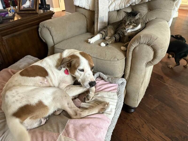 Enlarge Rebecca Cuddles- Loves  Cats, Dogs and Kids, a Adoptable mixed breed in Friendswood, TX image 5/6