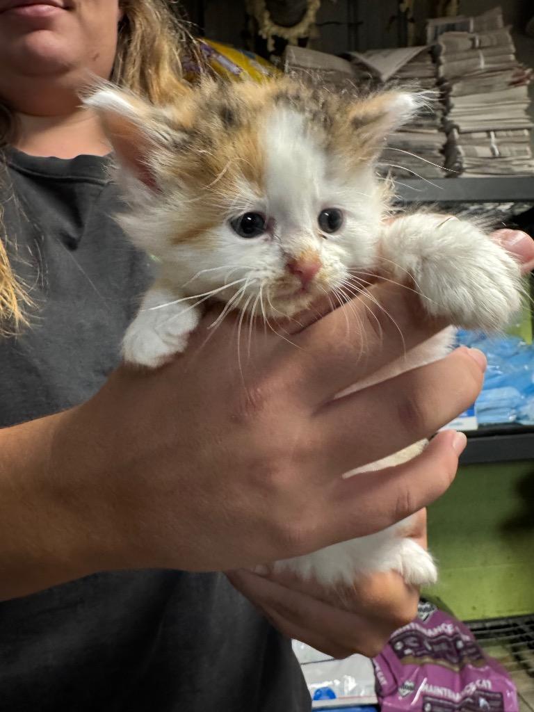 Enlarge Neffie, a Adopted mixed breed in Shelbyville, TN image 2/2