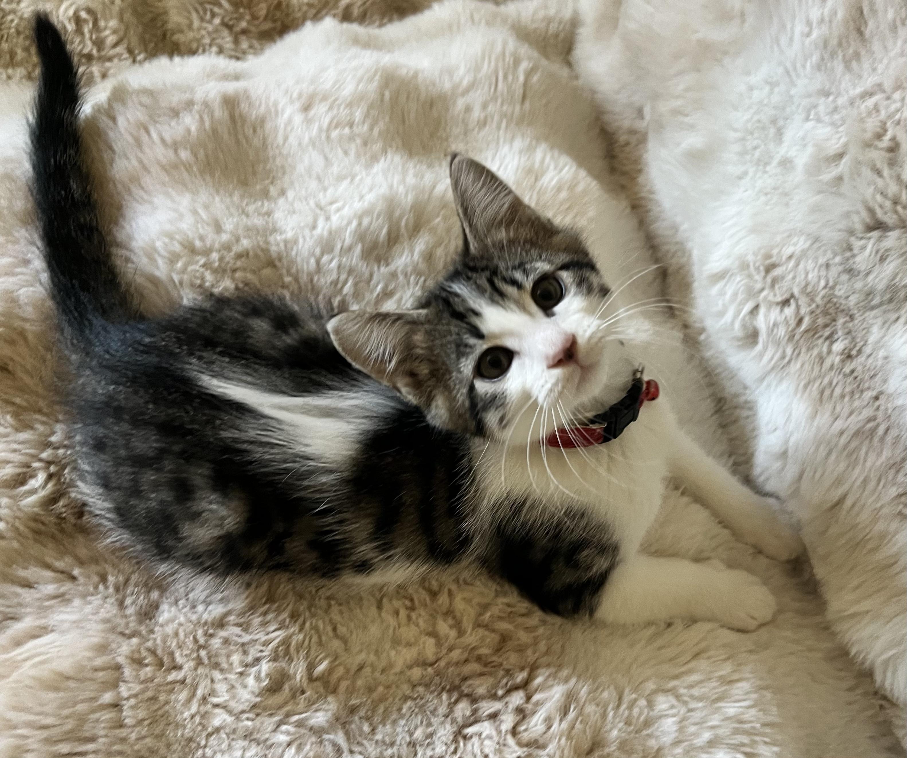 Tofu, a ADOPTABLE Domestic Short Hair in Penryn, CA image 2/2