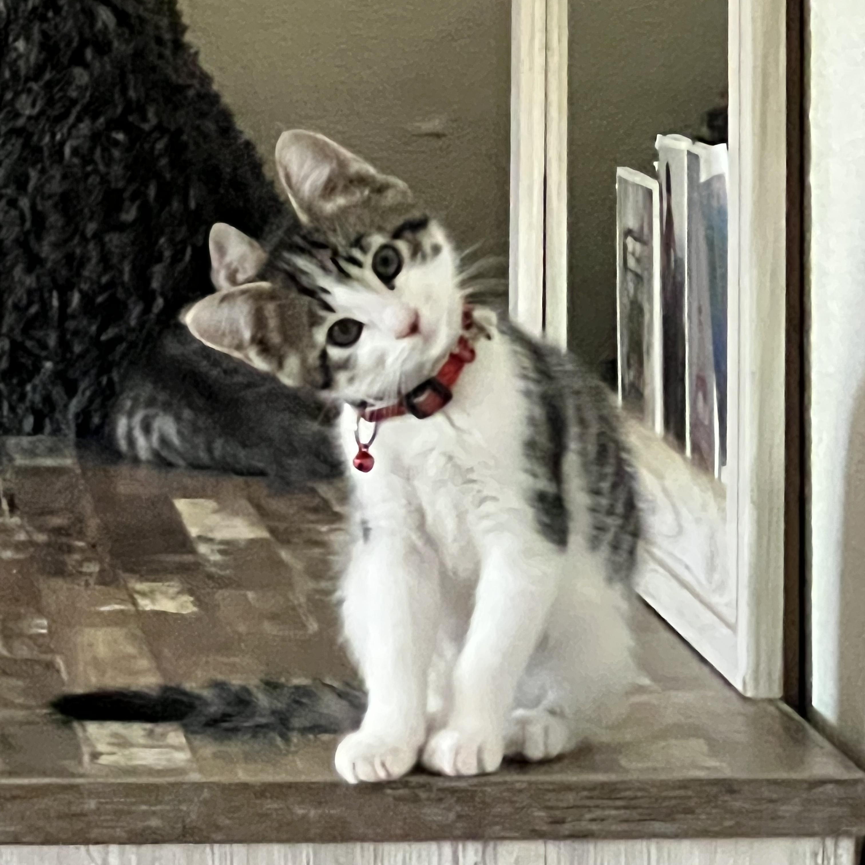 Tofu, ADOPTABLE, Kitten Male Domestic Short Hair.