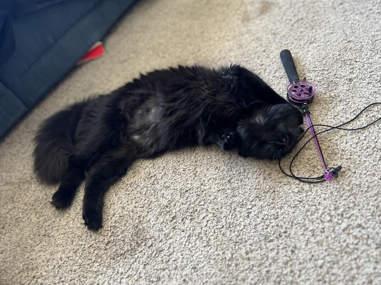 Enlarge Thelma, a Adoptable Domestic Short Hair in Red Hook, NY image 2/6