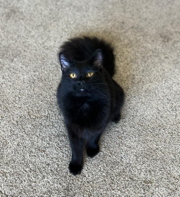 Enlarge Thelma, a Adoptable Domestic Short Hair in Red Hook, NY image 5/6