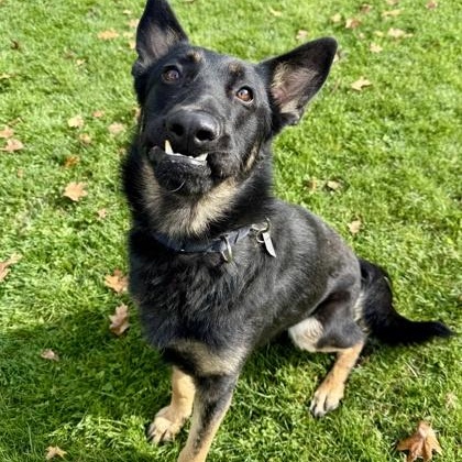 Enlarge Fredrick, a Adoptable German Shepherd Dog in Roseburg, OR image 1/1