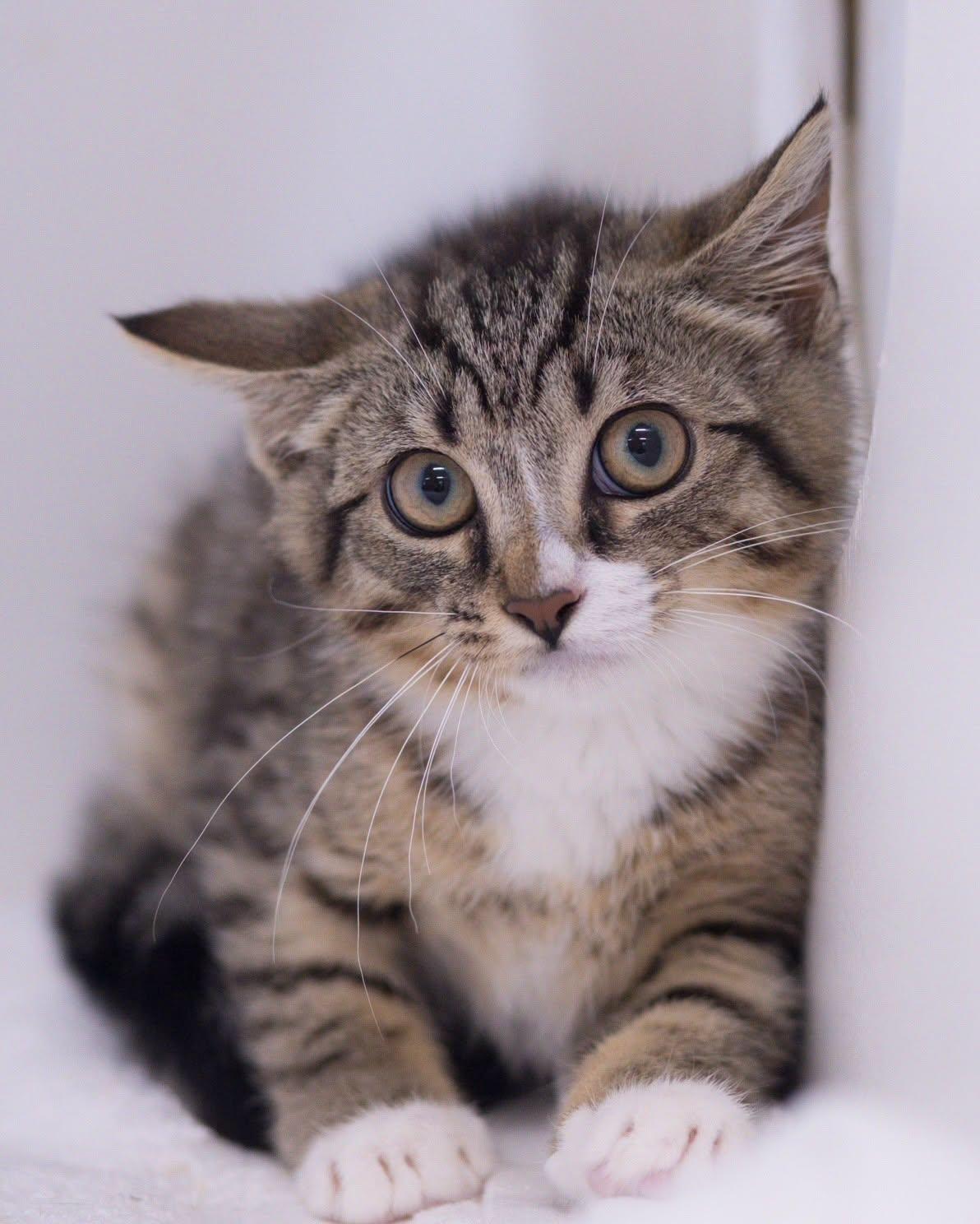 DORITO (0742), ADOPTABLE, Kitten Female Domestic Short Hair.