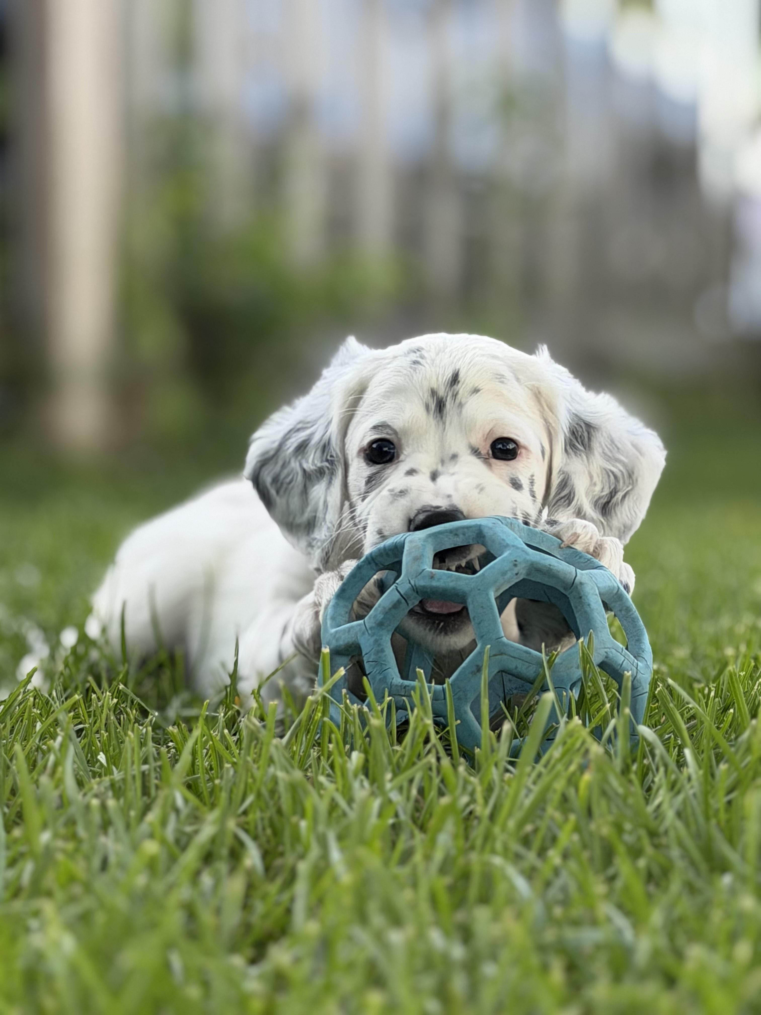 Enlarge Mulligan, an adoption pending English Setter in Columbus, OH image 2/6