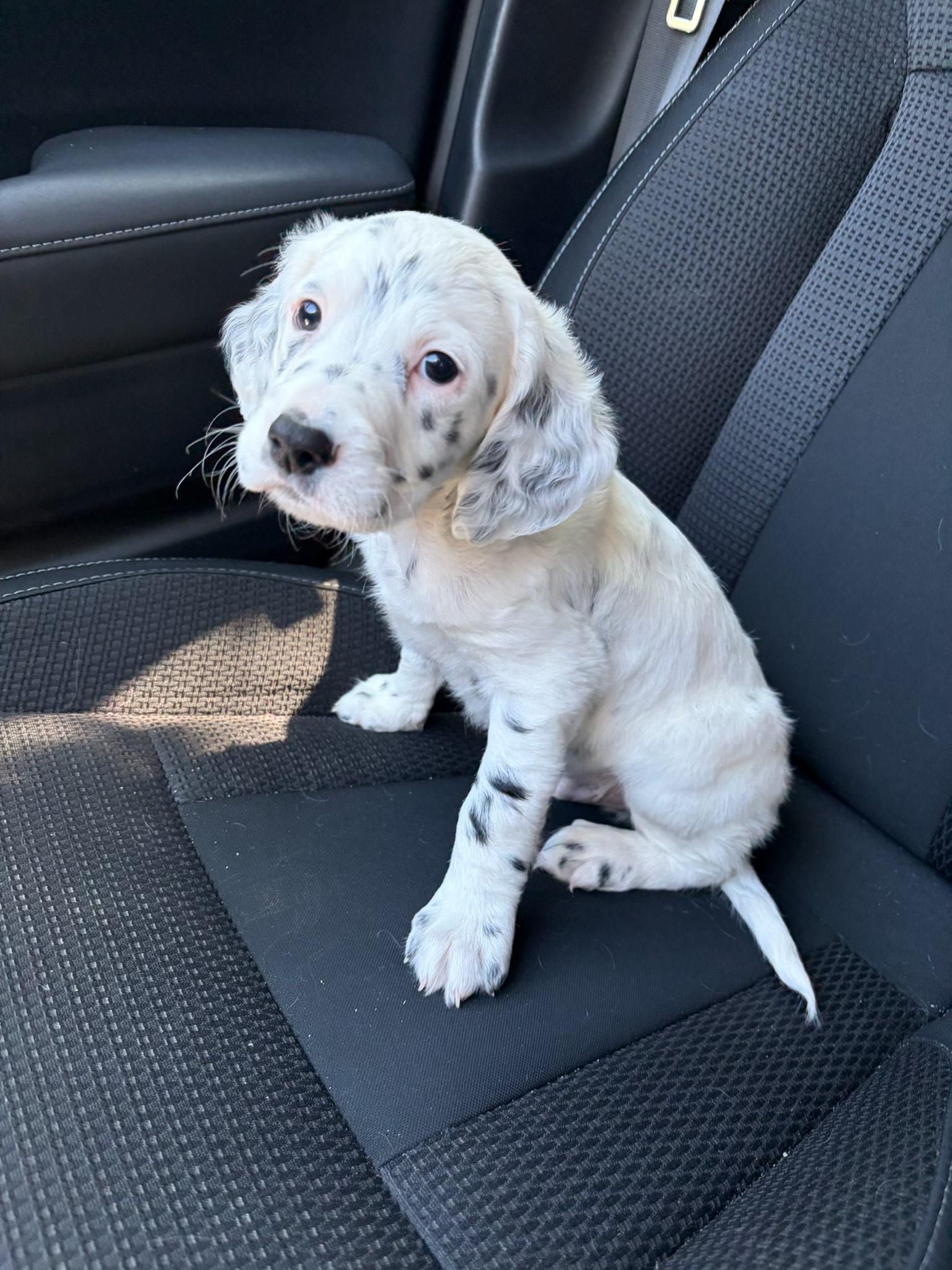 Enlarge Mulligan, an adoption pending English Setter in Columbus, OH image 3/6