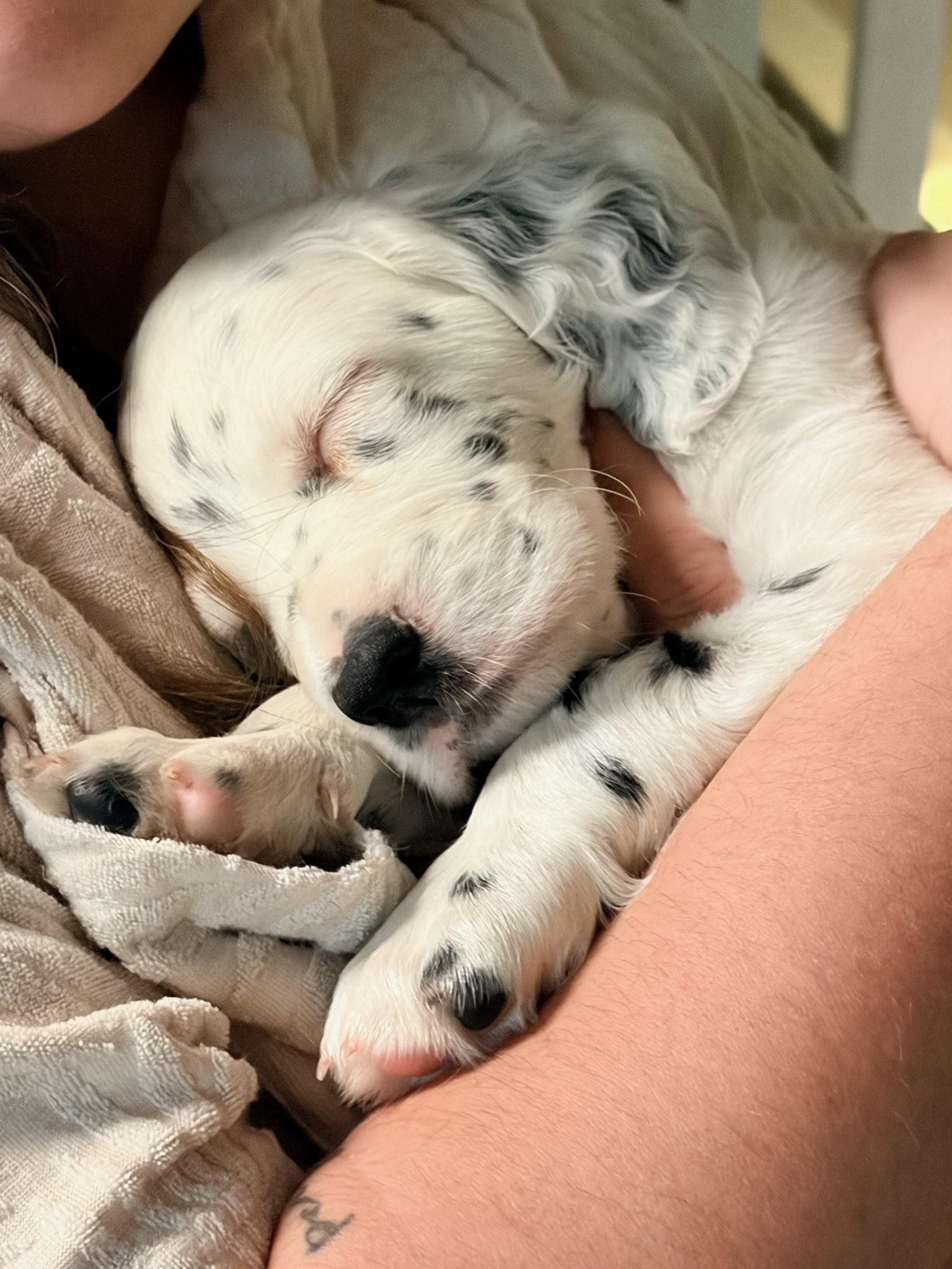 Enlarge Mulligan, an adoption pending English Setter in Columbus, OH image 6/6