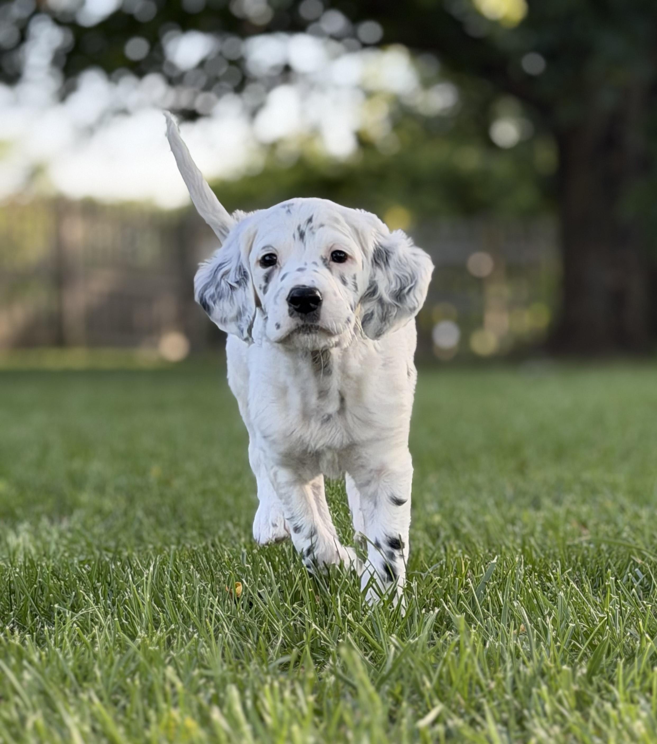 Enlarge Mulligan, an adoption pending English Setter in Columbus, OH image 4/6