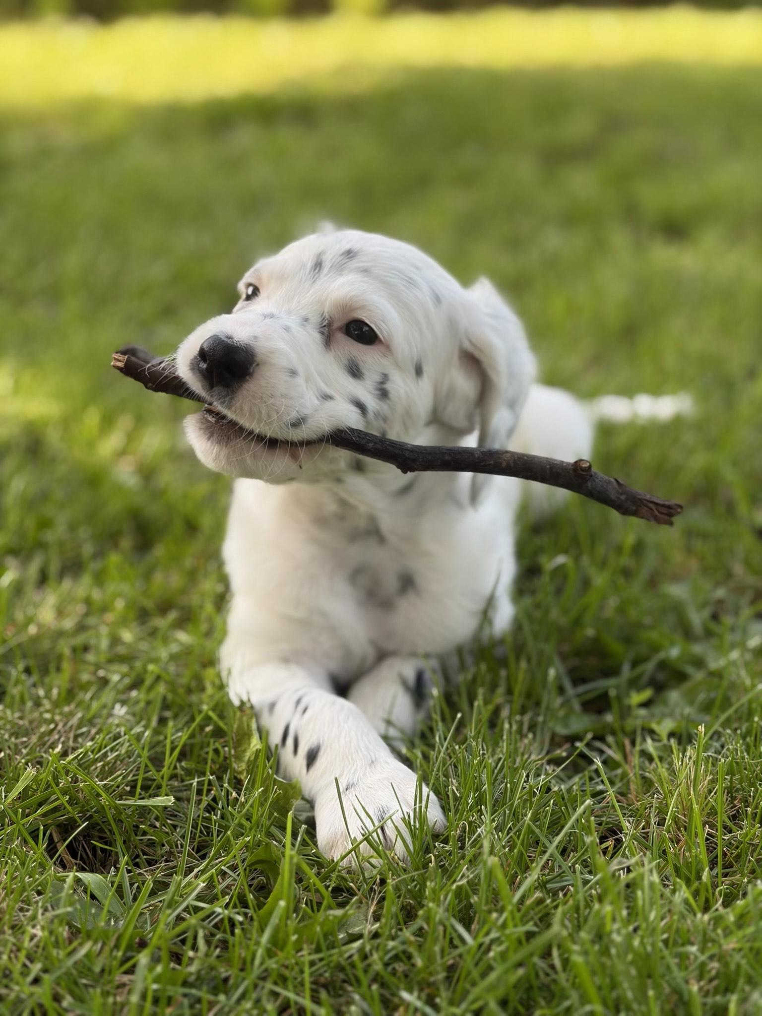 Mulligan, ADOPTABLE, Puppy Male English Setter.