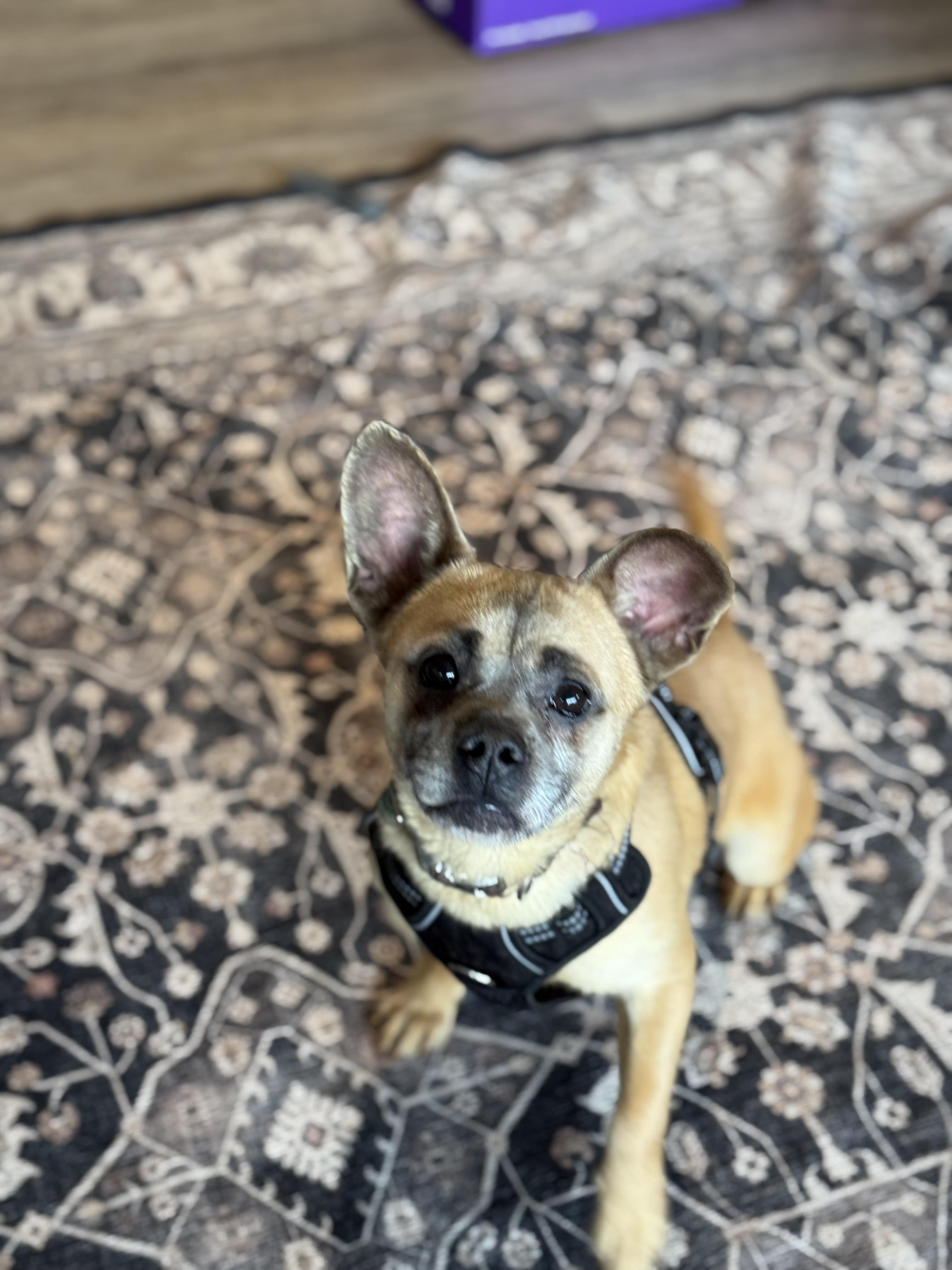 Mark, a Adoptable mixed breed in Ferndale, WA image 2/5