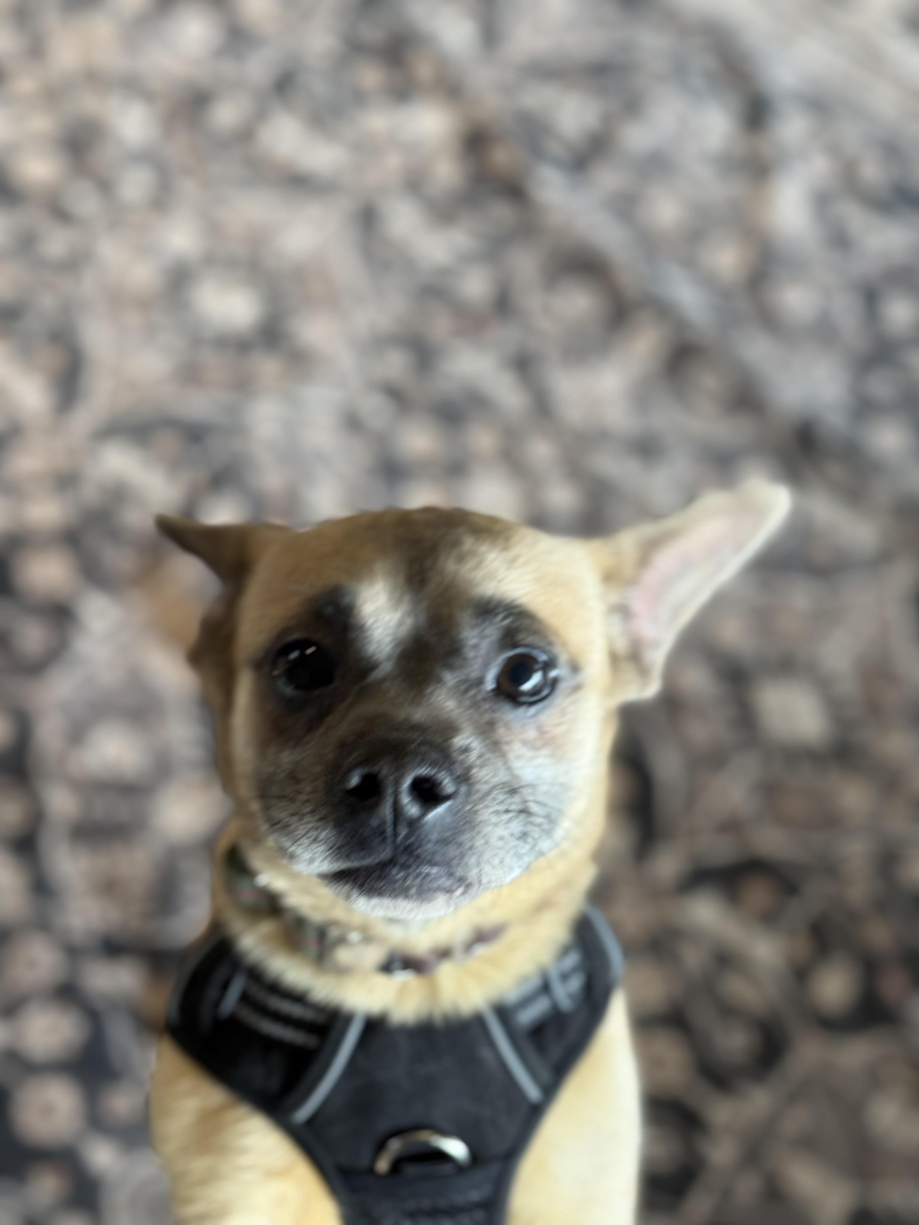 Mark, a Adoptable mixed breed in Ferndale, WA image 3/5