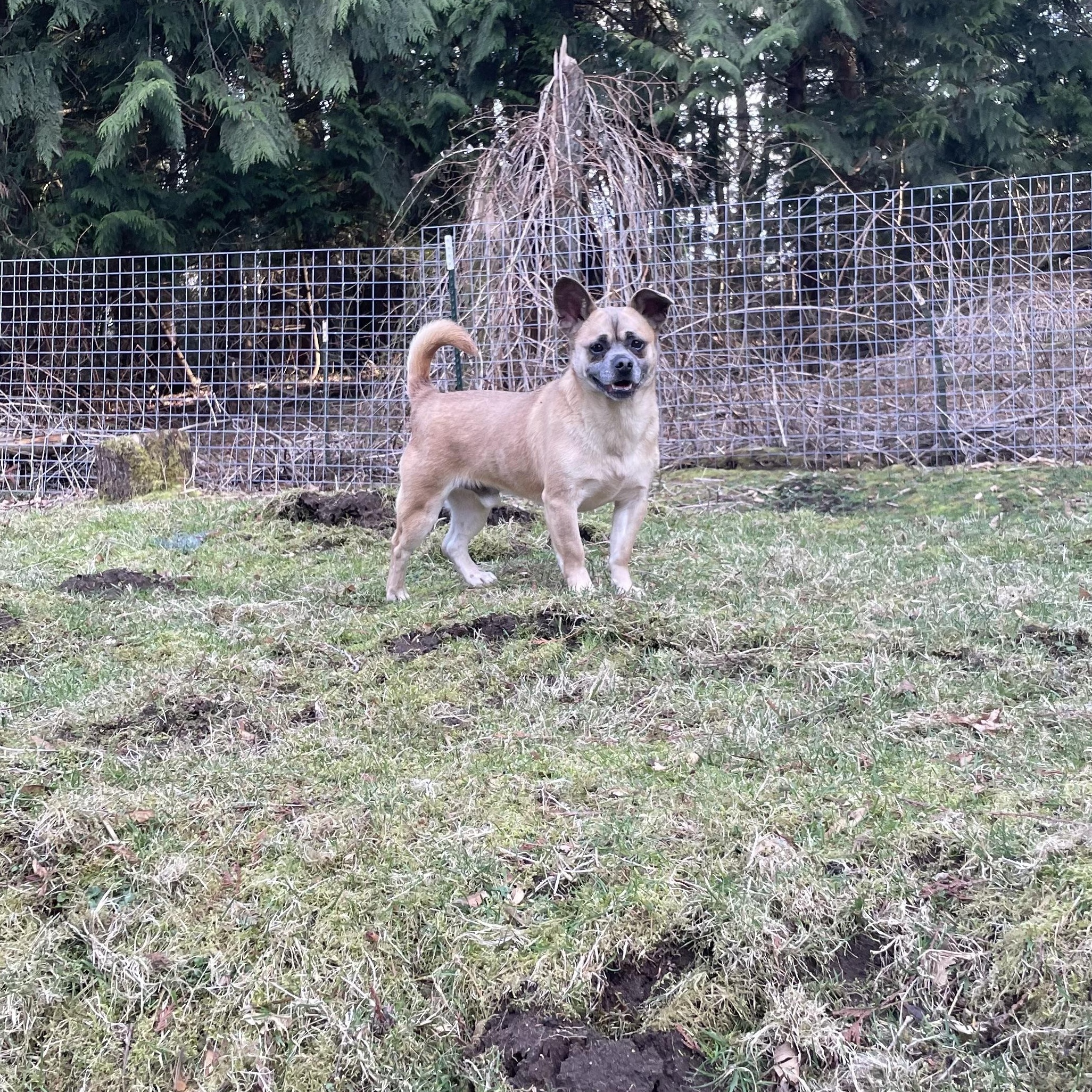 Mark, a Adoptable mixed breed in Ferndale, WA image 4/5