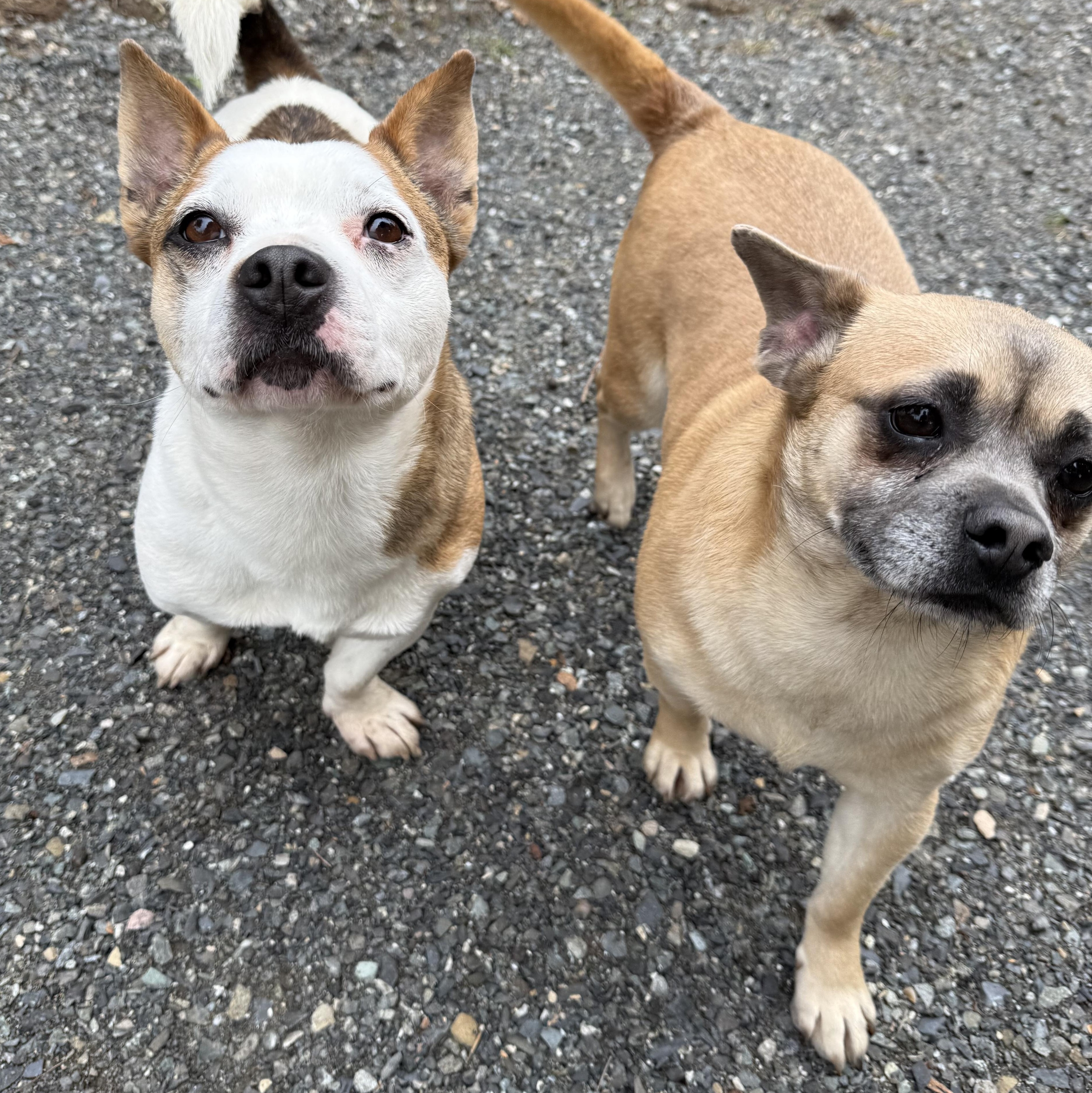 Mark, a Adoptable mixed breed in Ferndale, WA image 5/5