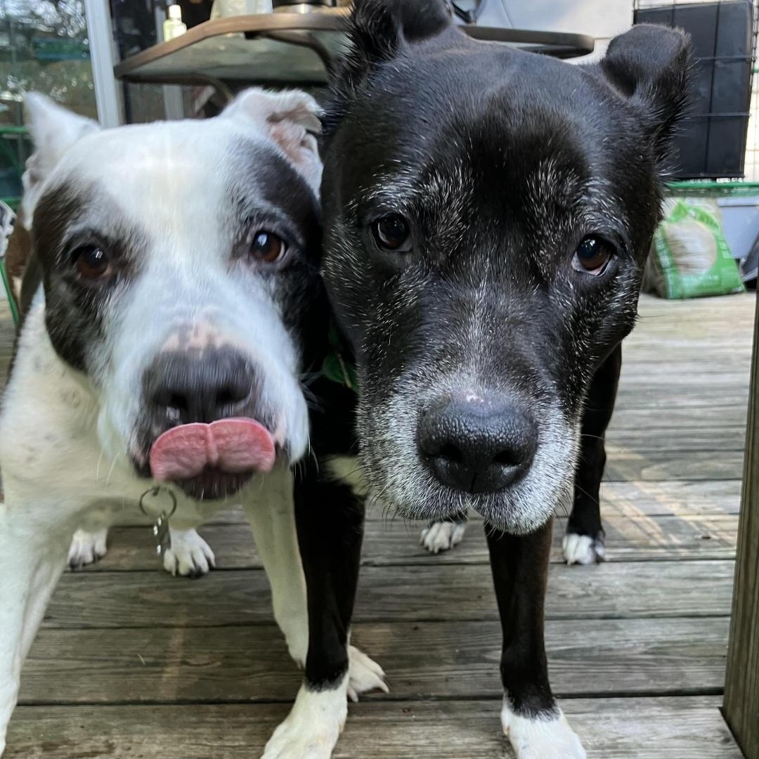 BOOTSY & BETTY (BONDED SENIOR SISTERS), a Adoptable mixed breed in Staten Island, NY image 1/6