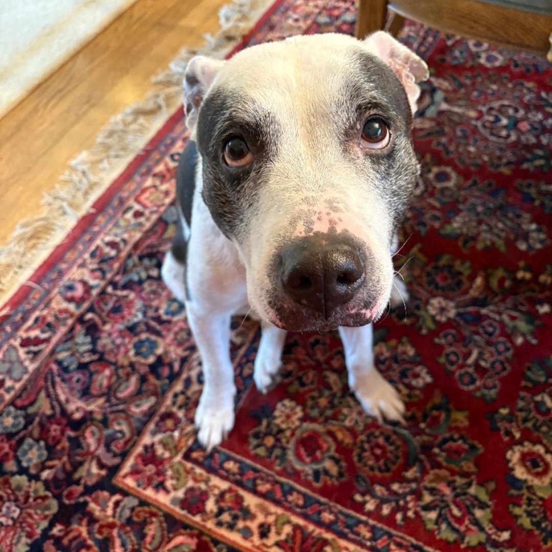 BOOTSY & BETTY (BONDED SENIOR SISTERS), a Adoptable mixed breed in Staten Island, NY image 6/6
