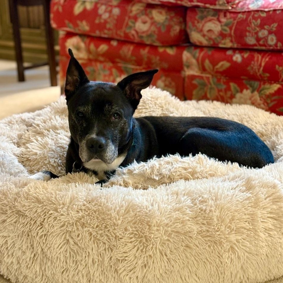 BOOTSY & BETTY (BONDED SENIOR SISTERS), a Adoptable mixed breed in Staten Island, NY image 5/6