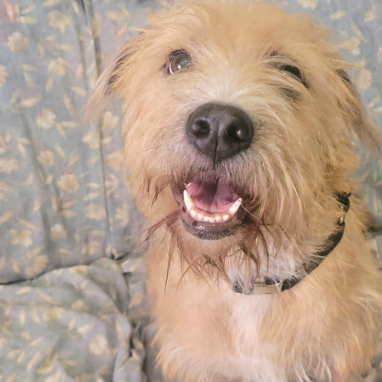 Sandy Simone Urgent Forever thumbnail 2