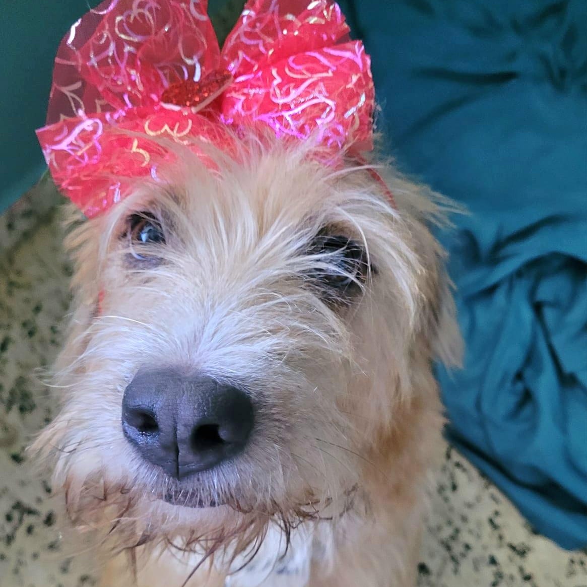 Sandy Simone Urgent Forever thumbnail 4