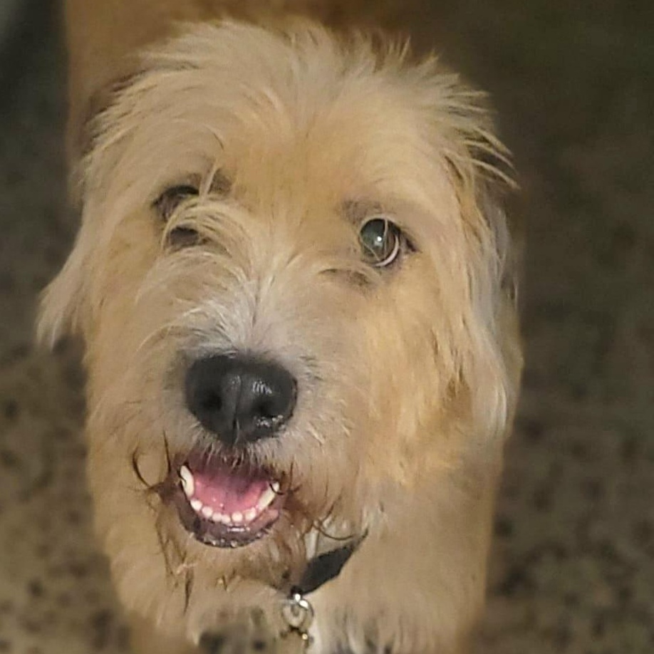 Sandy Simone Urgent Forever thumbnail 5