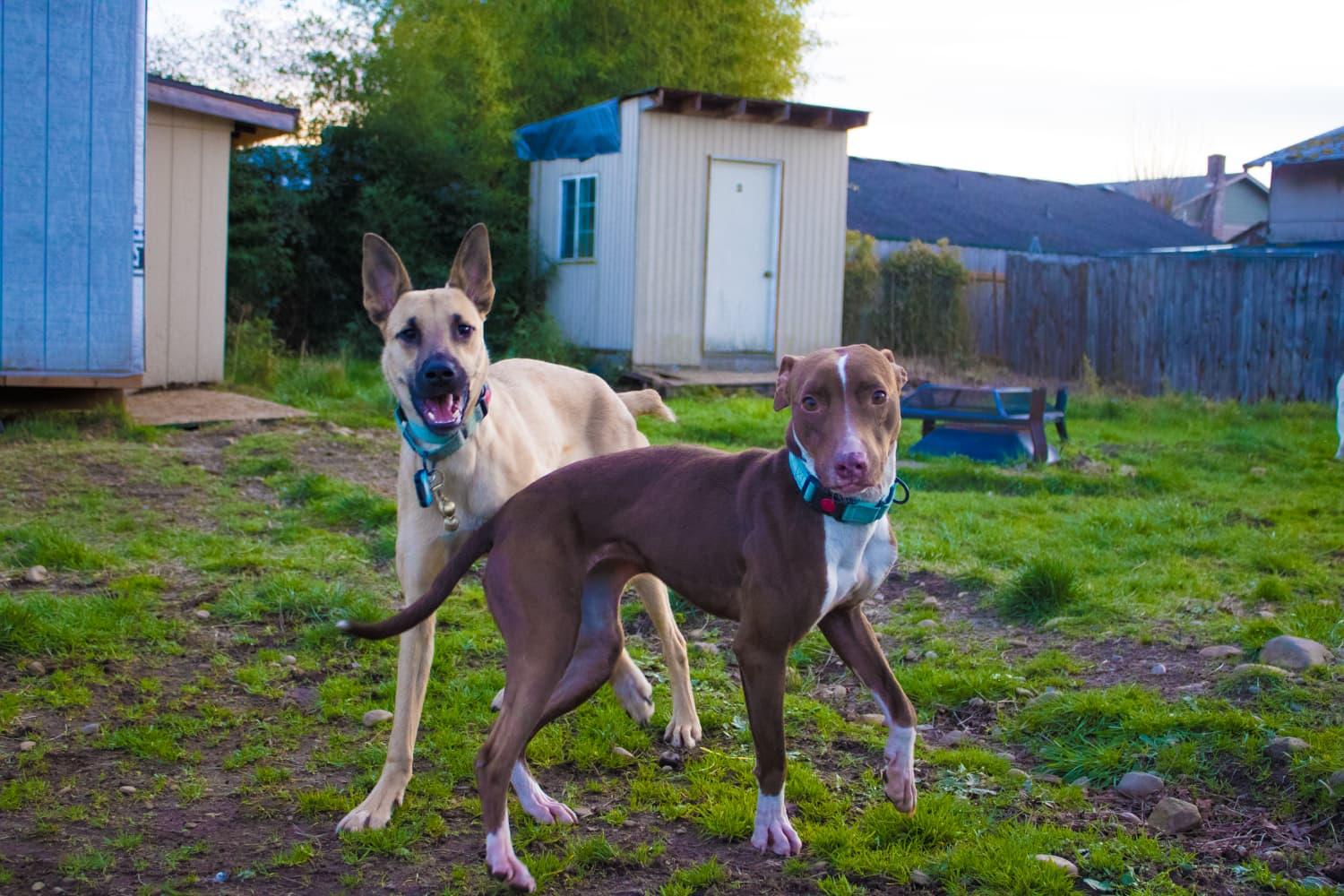 Enlarge Beto, a ADOPTABLE mixed breed in Portland, OR image 4/5