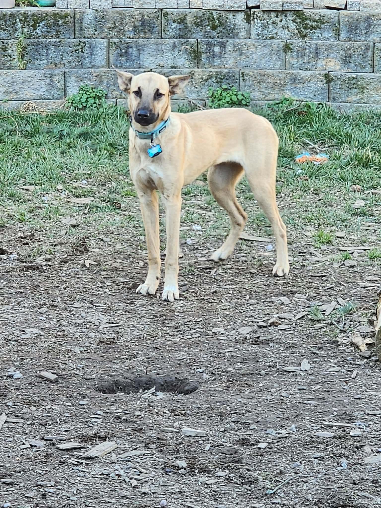 Enlarge Beto, a ADOPTABLE mixed breed in Portland, OR image 3/5