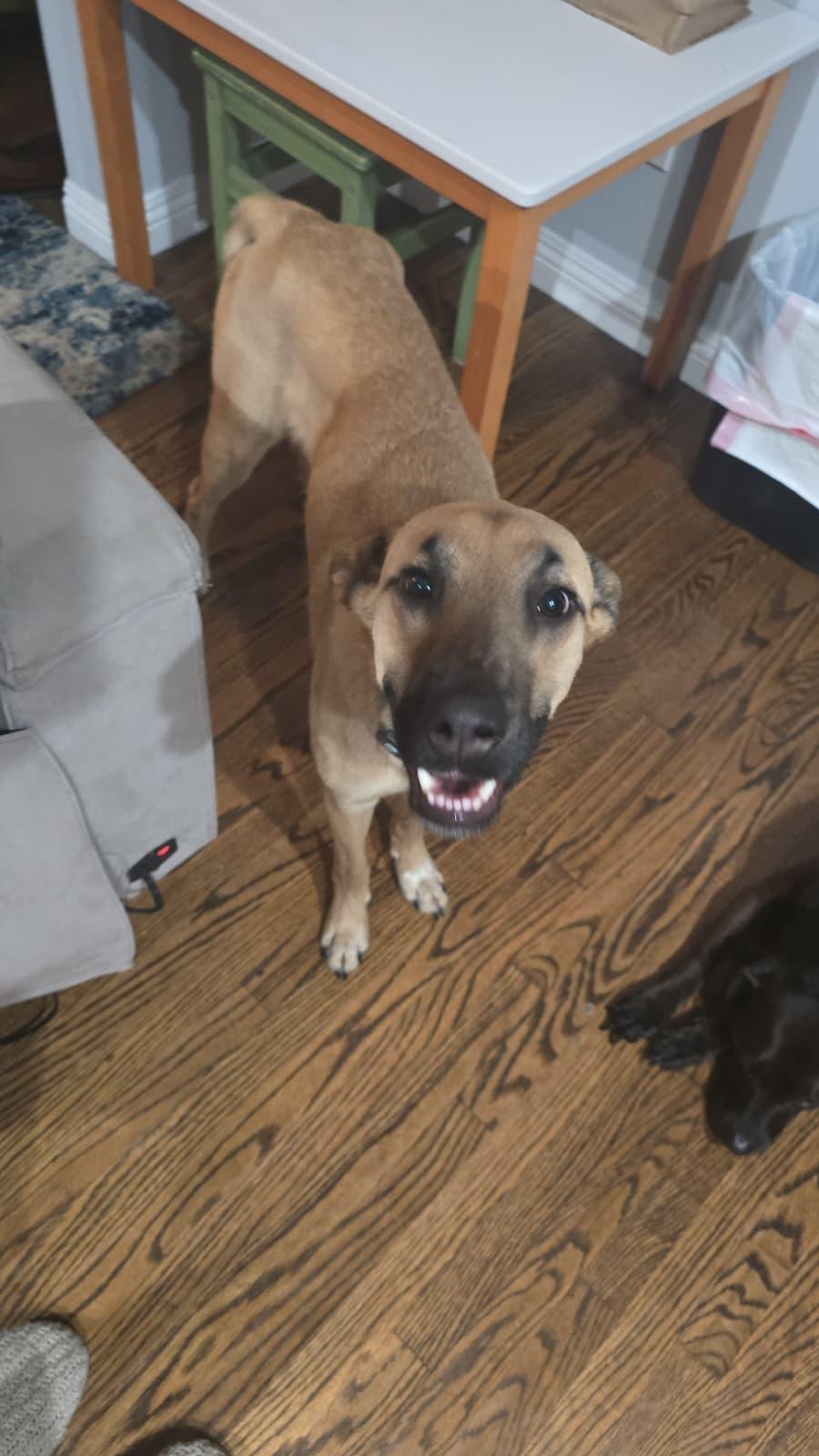 Enlarge Beto, a ADOPTABLE mixed breed in Portland, OR image 1/5