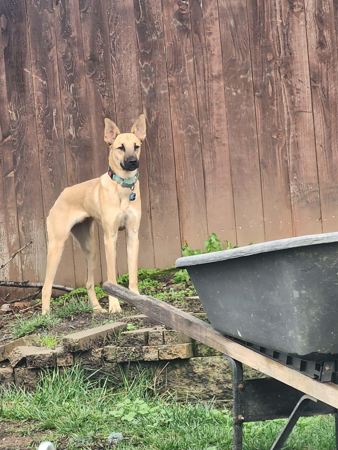 Enlarge Beto, a ADOPTABLE mixed breed in Portland, OR image 5/5