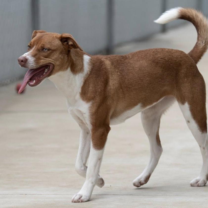 Sencha 22645, Adoptable, Young Female Terrier.