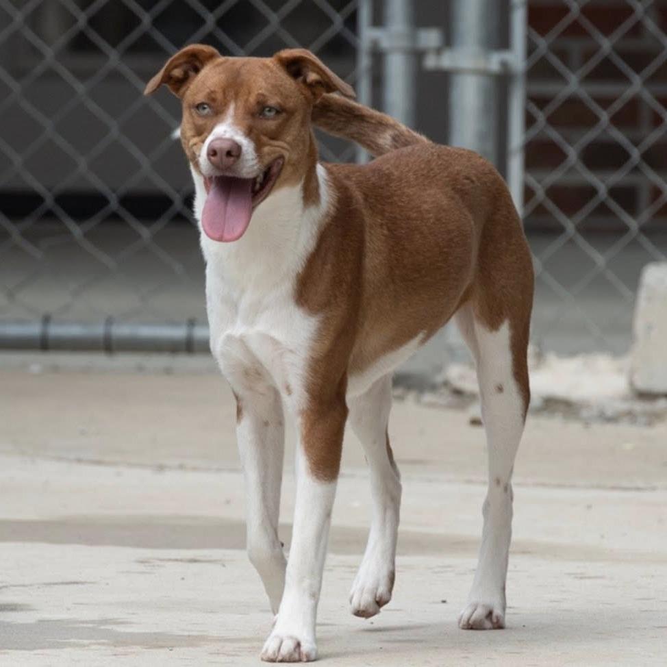 Sencha 22645, a Adoptable Terrier in Minneapolis, MN image 2/6