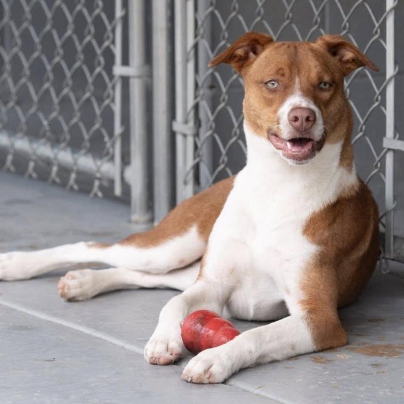 Sencha 22645, a Adoptable Terrier in Minneapolis, MN image 4/6