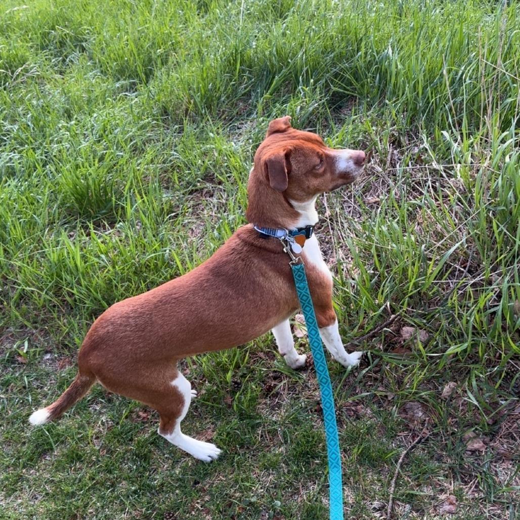 Sencha 22645, a Adoptable Terrier in Minneapolis, MN image 5/6