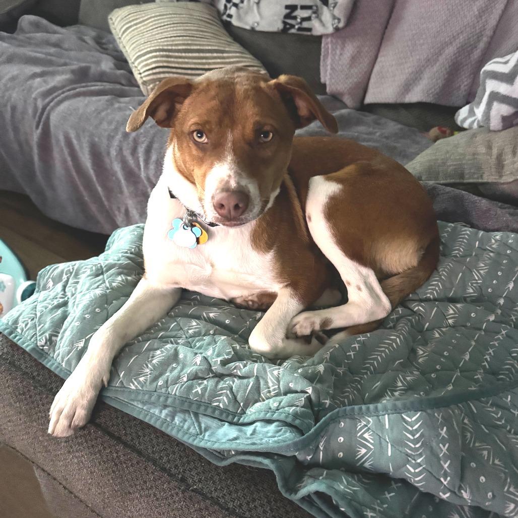Sencha 22645, a Adoptable Terrier in Minneapolis, MN image 6/6