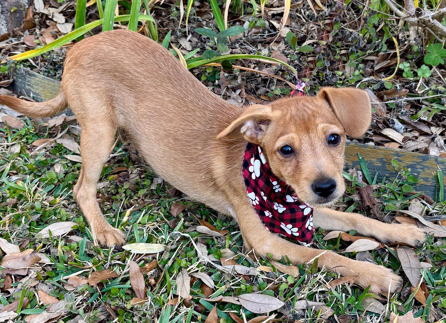 Busy BIEBER - Little Chi Terrier Luv Bug!