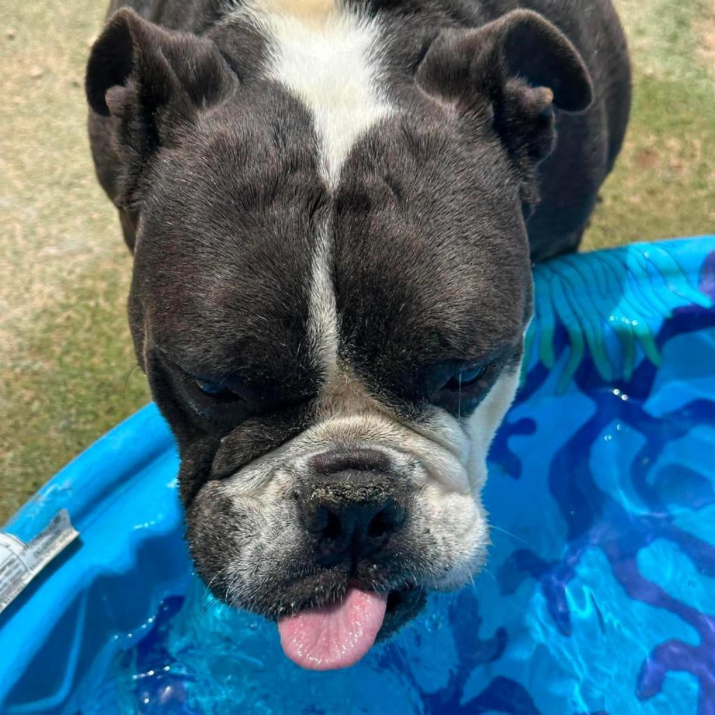 Monty $250AVAILABLE NOW, a Adoptable English Bulldog in Loves Park, IL image 1/5
