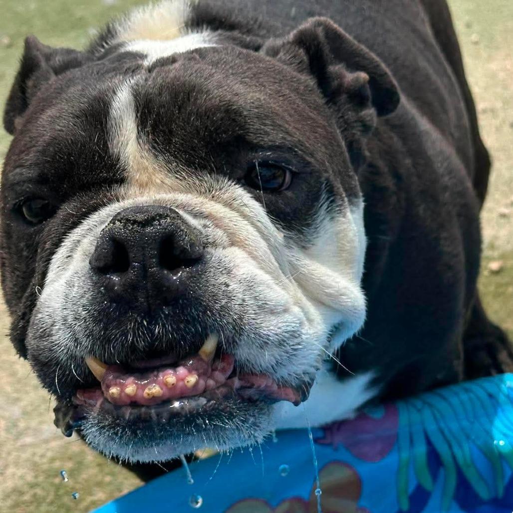 Monty $250AVAILABLE NOW, a Adoptable English Bulldog in Loves Park, IL image 2/5