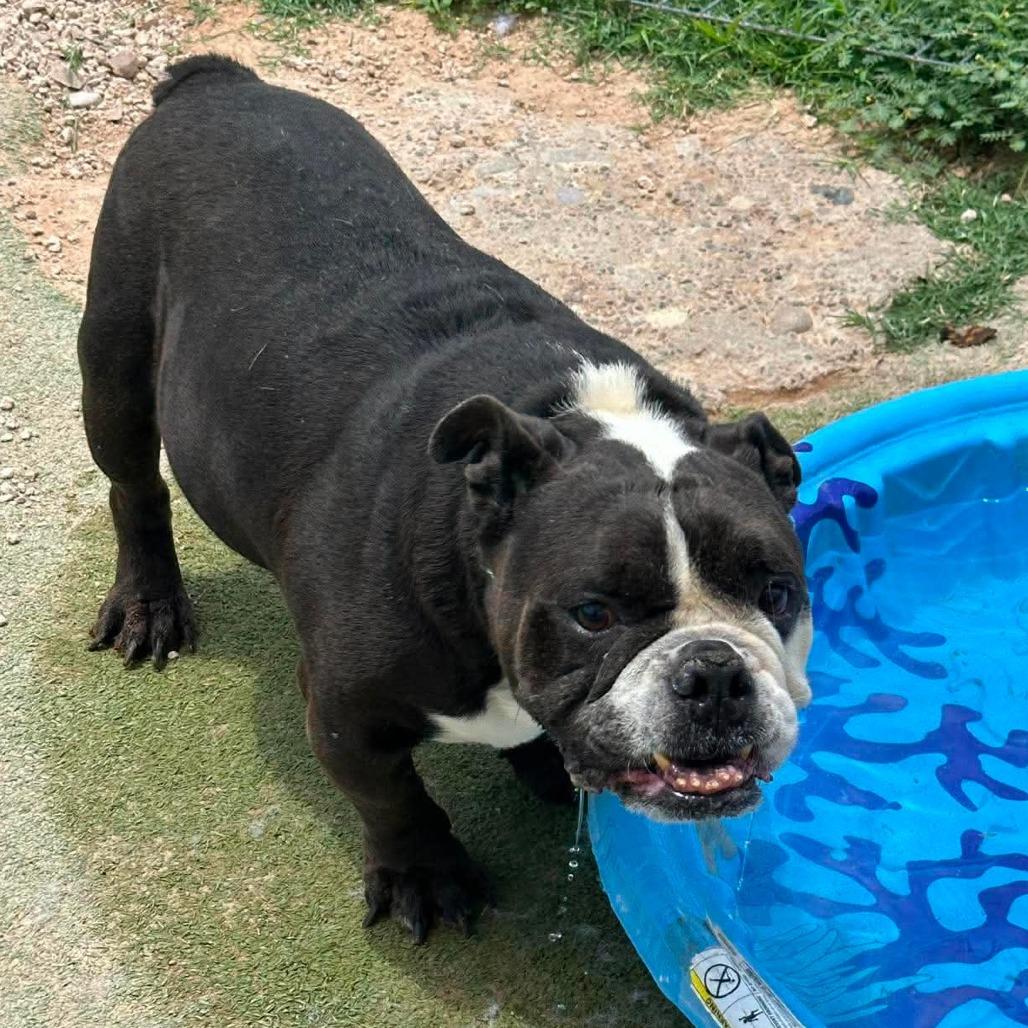 Monty $250AVAILABLE NOW, a Adoptable English Bulldog in Loves Park, IL image 3/5