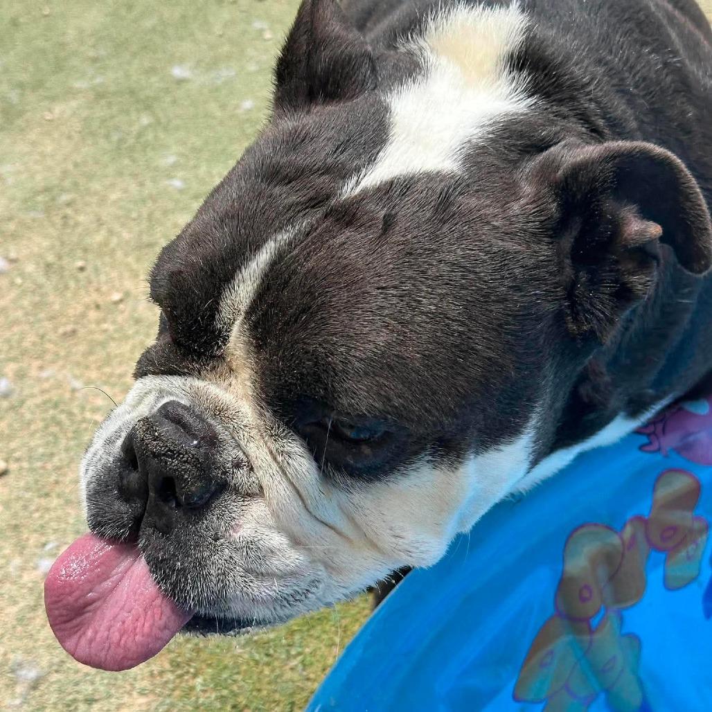 Monty $250AVAILABLE NOW, a Adoptable English Bulldog in Loves Park, IL image 4/5