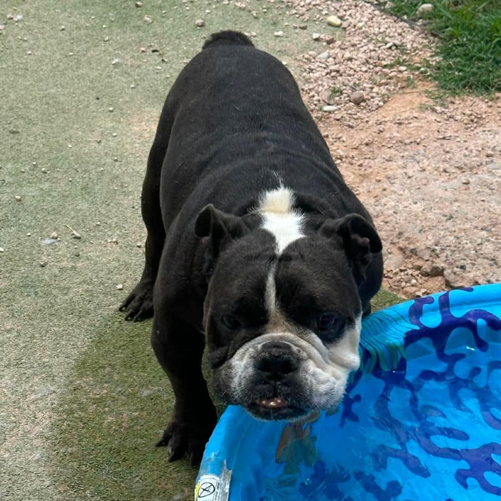 Monty $250AVAILABLE NOW, a Adoptable English Bulldog in Loves Park, IL image 5/5